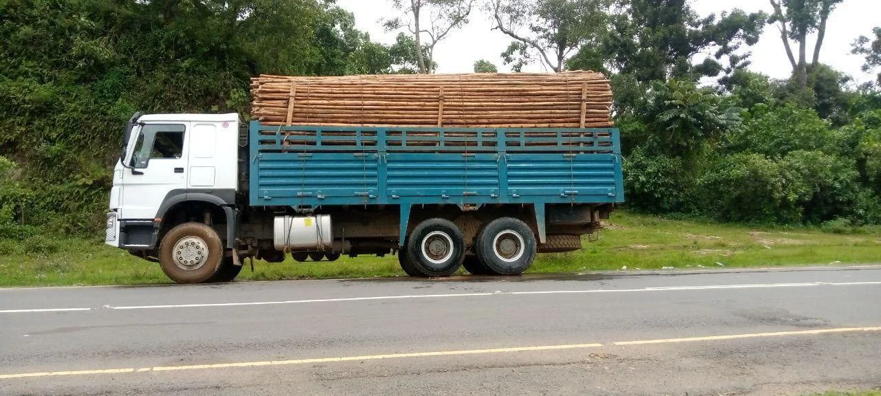 2023 Model-Sino Casoni