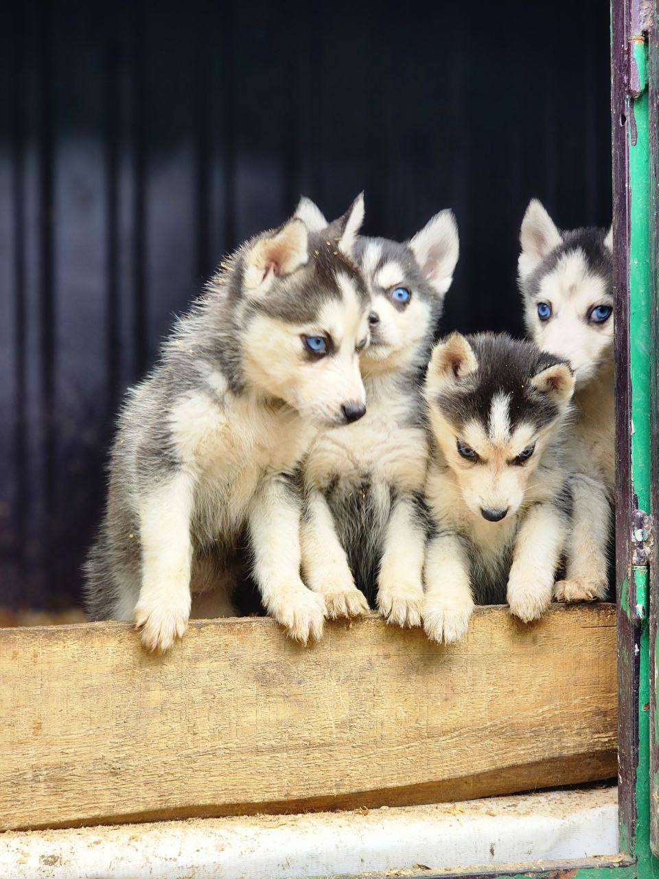 Amazing Salon Dogs Puppies