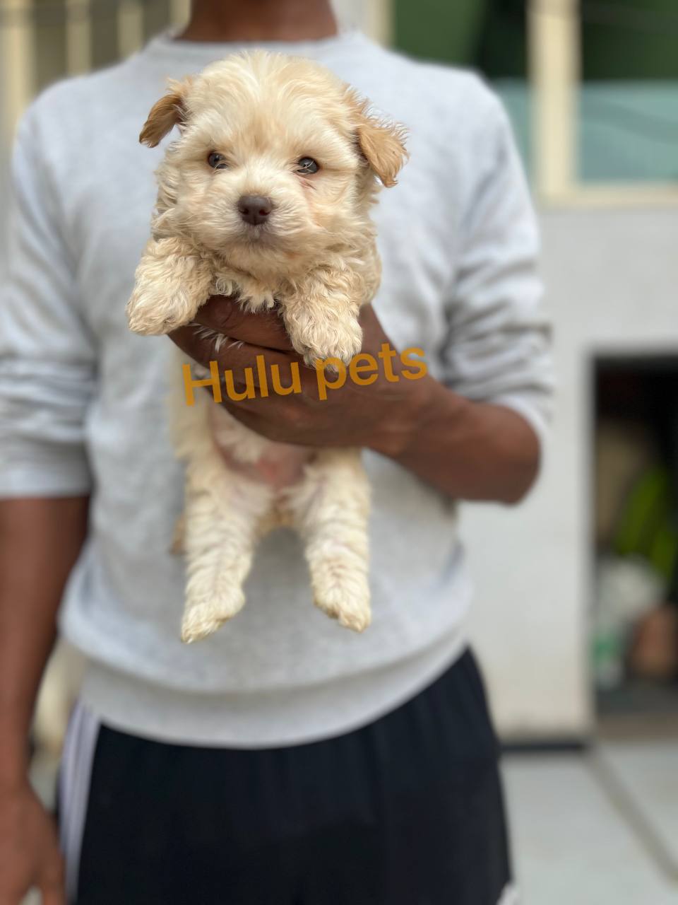 Amazing Salon Dogs Puppies