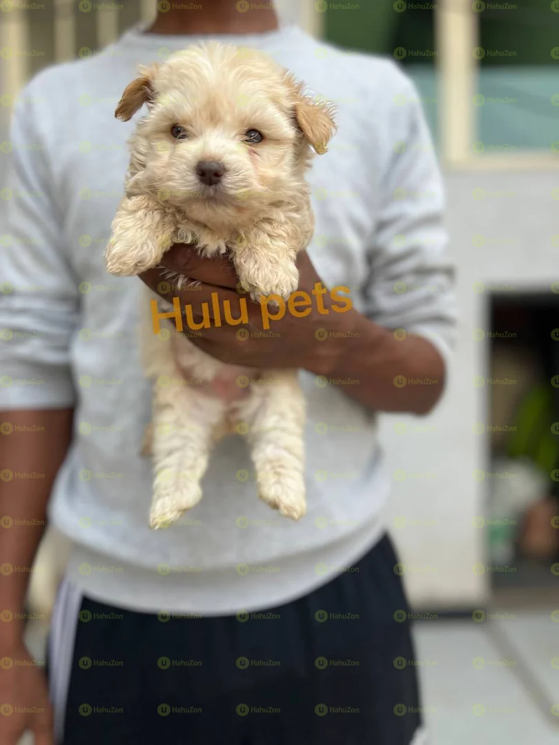 Amazing Salon Dogs Puppies