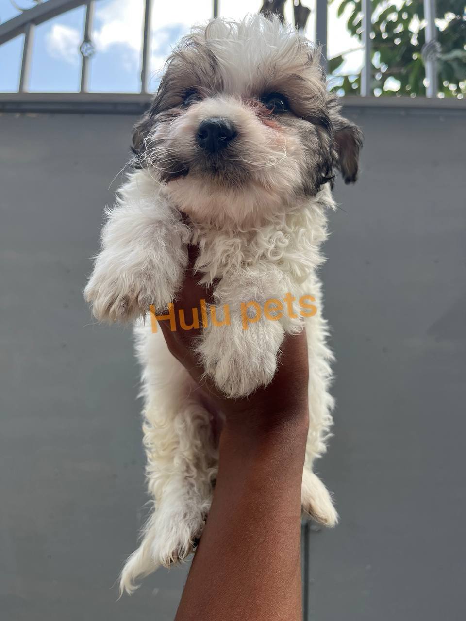Amazing Salon Dogs Puppies