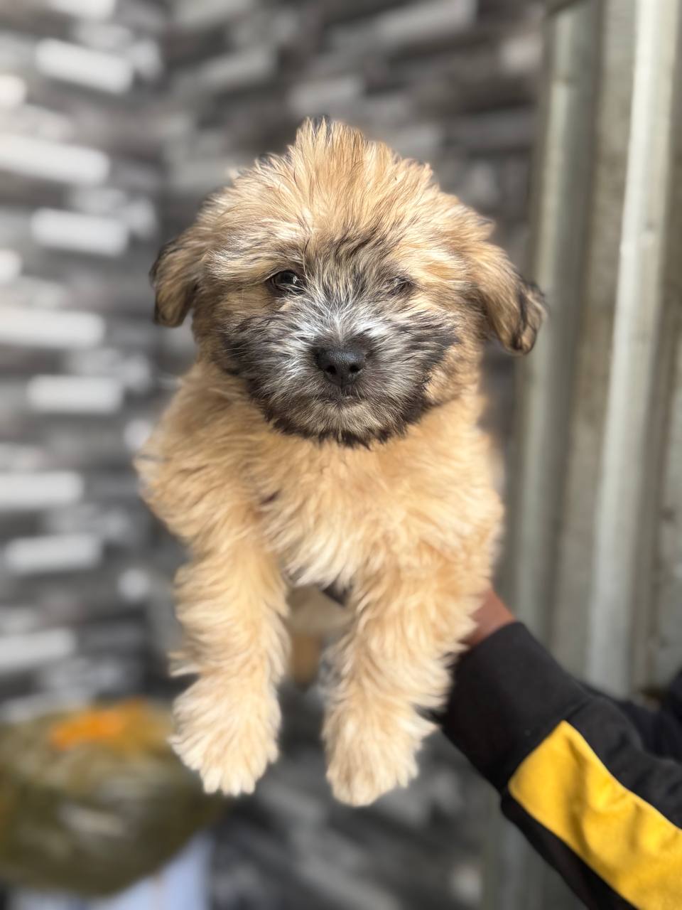 Amazing Salon Dogs Puppies