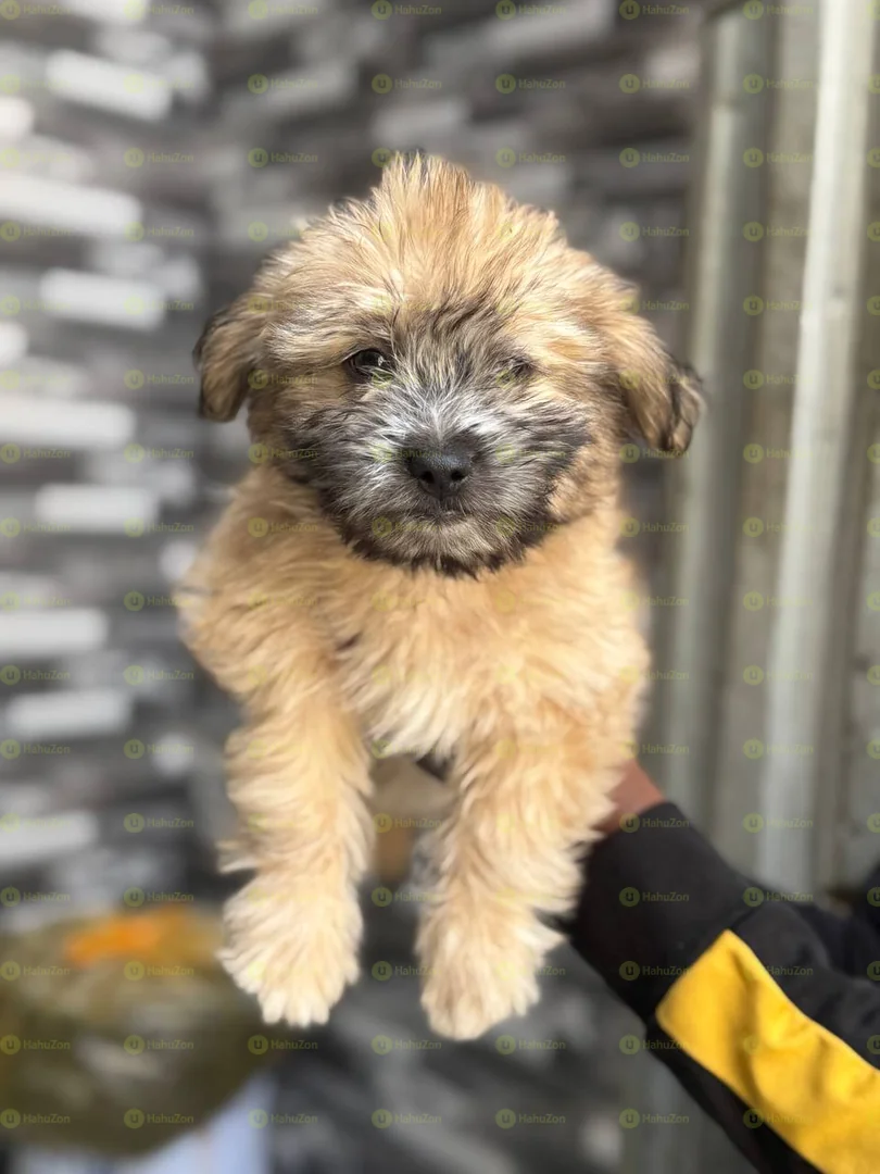 Amazing Salon Dogs Puppies