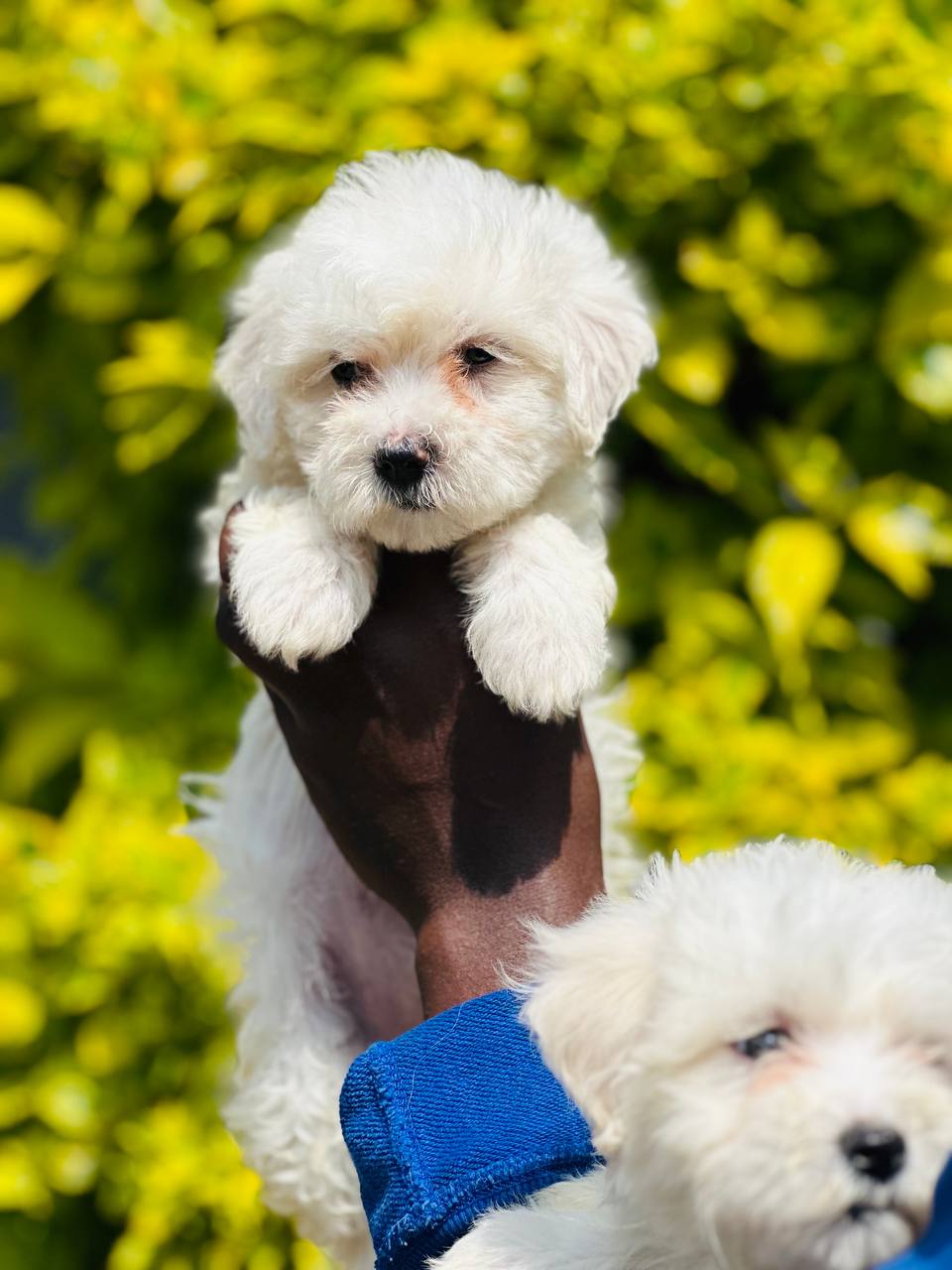 Amazing Maltase Puppies