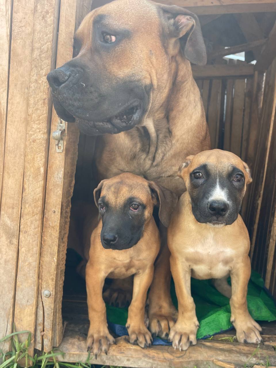Amazing Boerboel Puppies