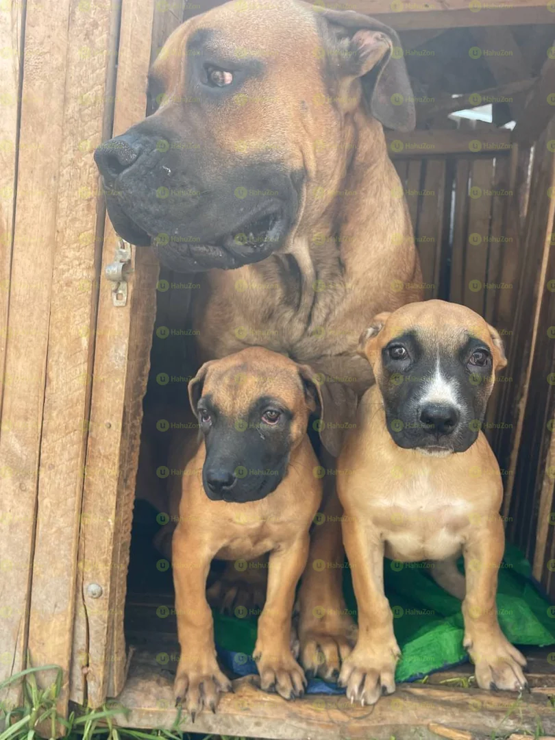Amazing Boerboel Puppies