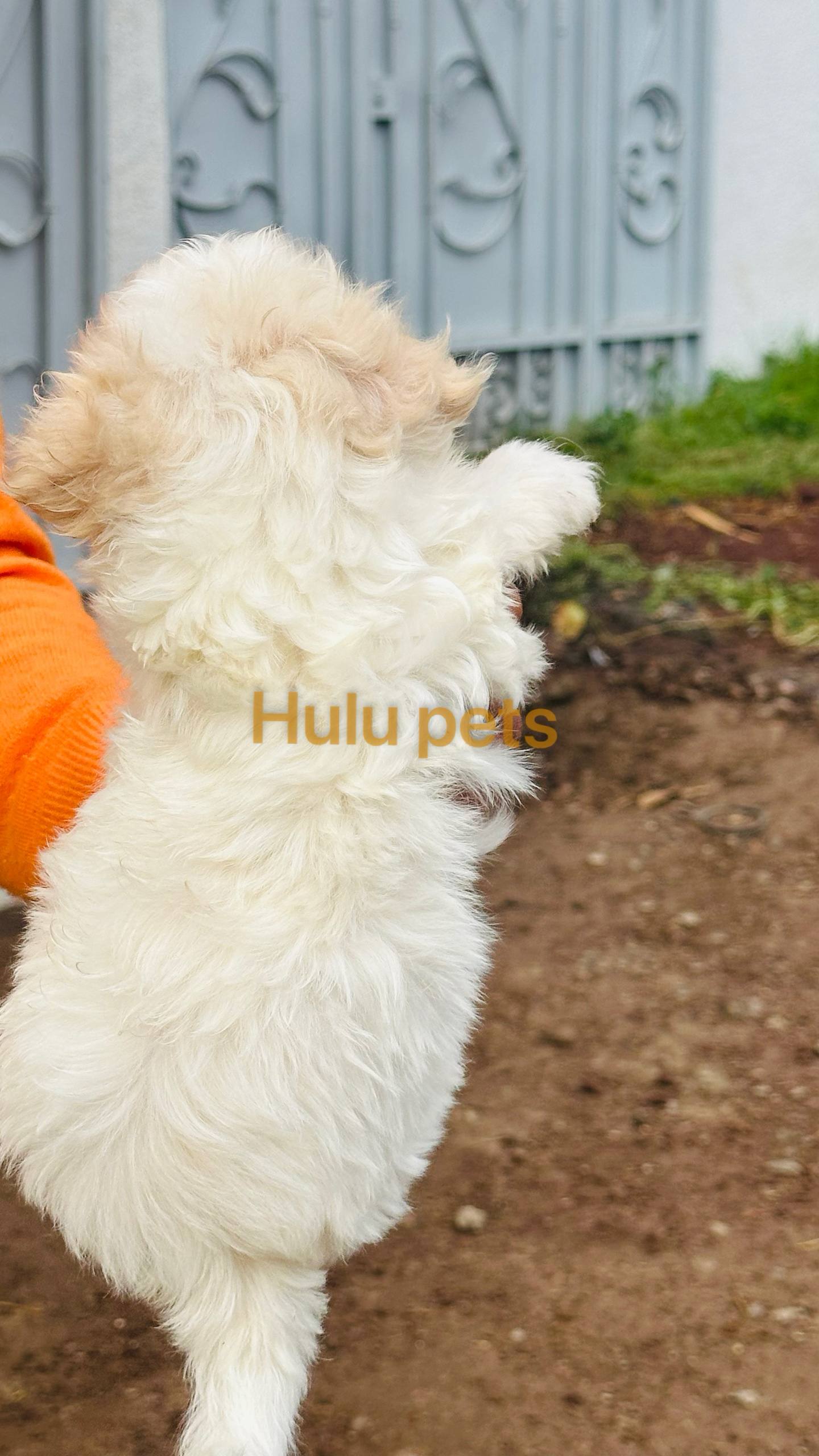 Amazing Poodle Puppies
