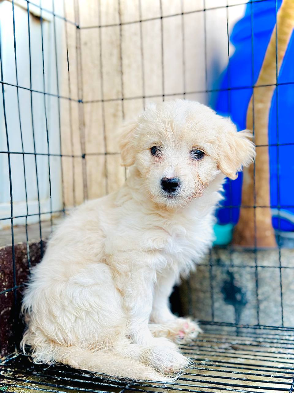 Amazing Salon Dog Puppy