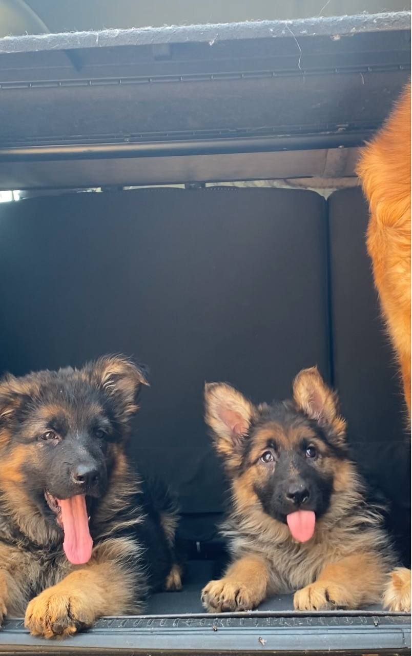 German Shepherd
