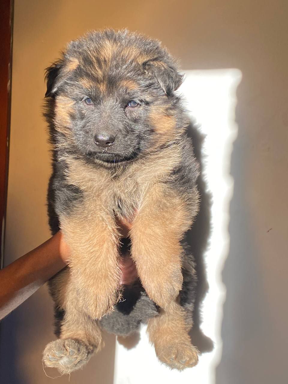 Long Hair German Shepherd
