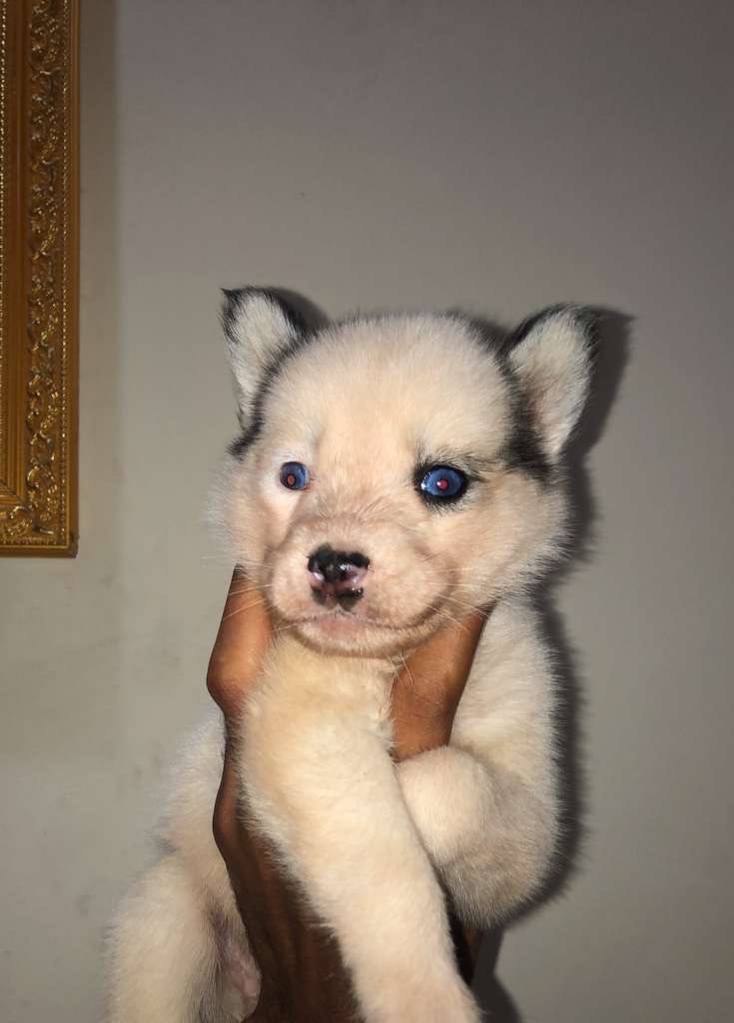 Cutest Puppy