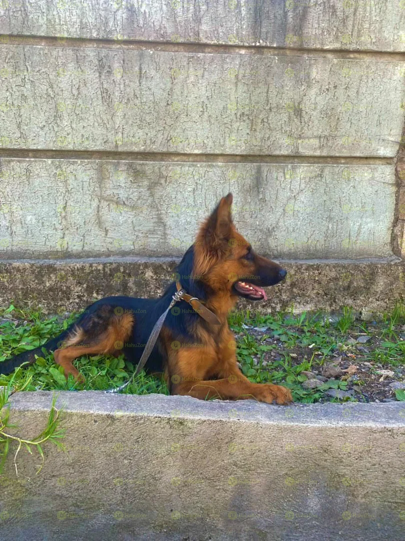 Quality Double Coat German Shepherd