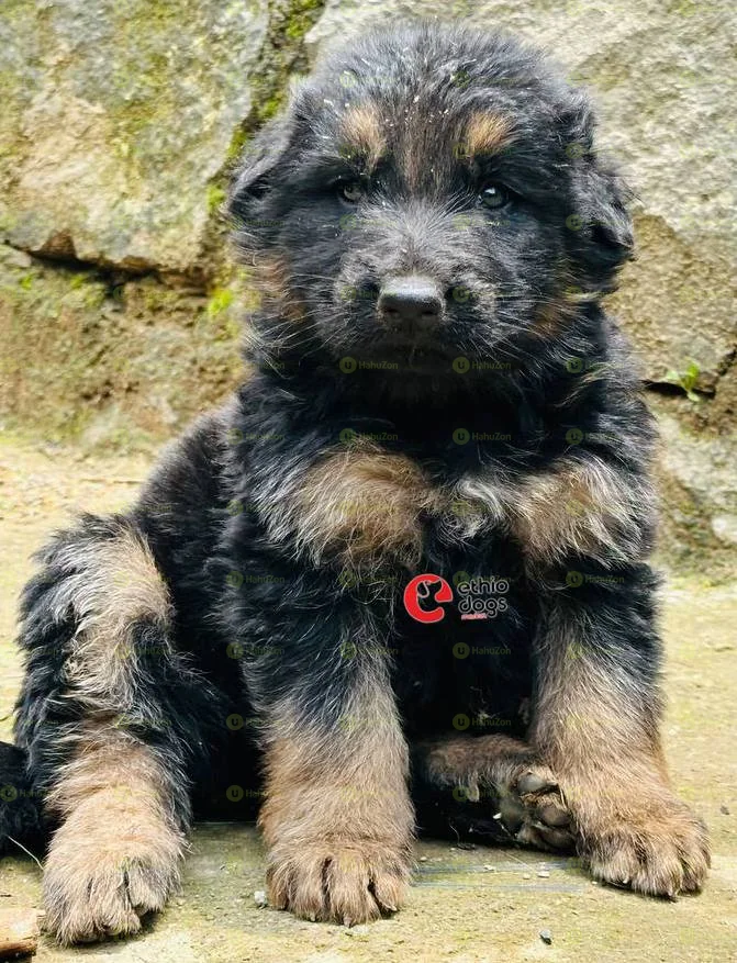 Pure Breed German Shepherd