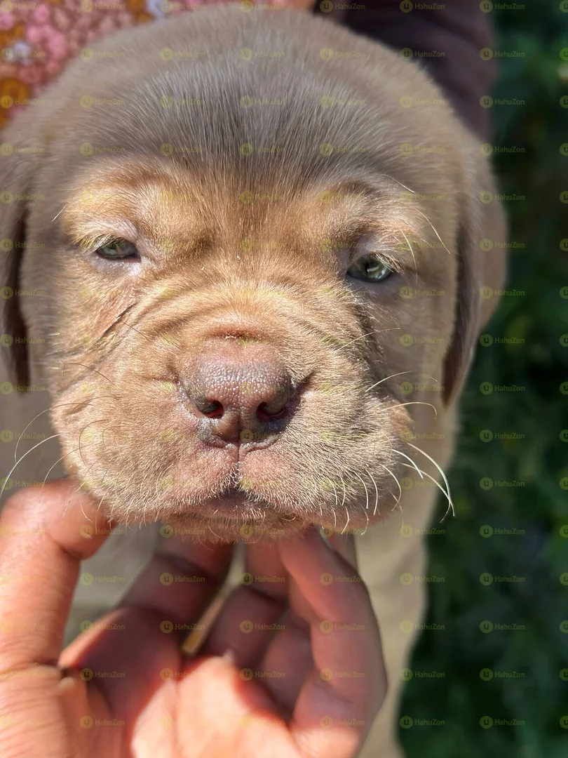 Pure Breed of Bull Mastiff Puppies