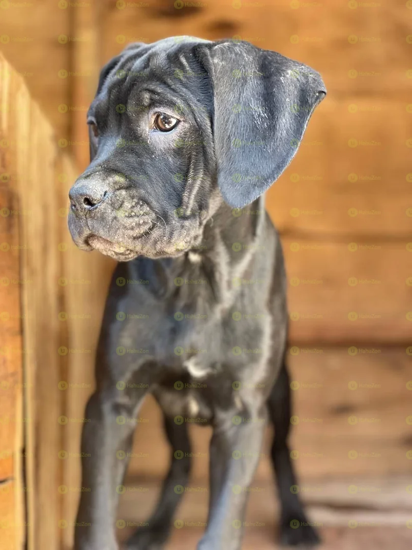 Bull Mastiff Puppies