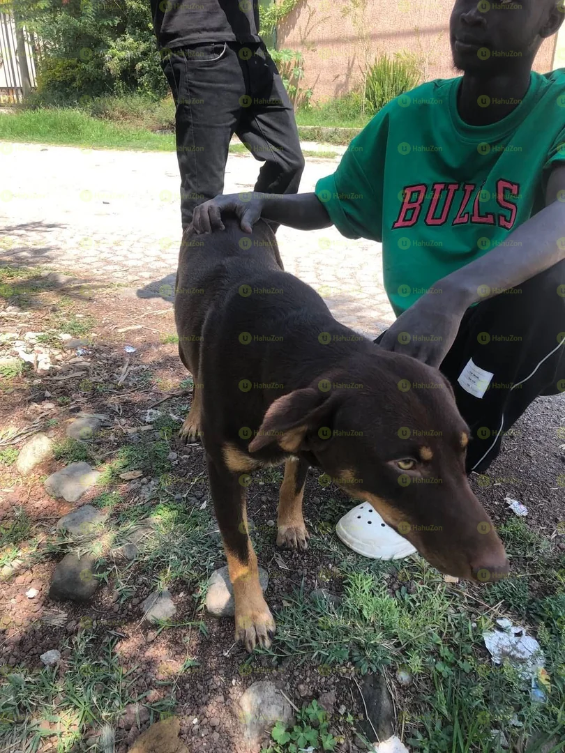 Doberman× Germen Shaperd Mix