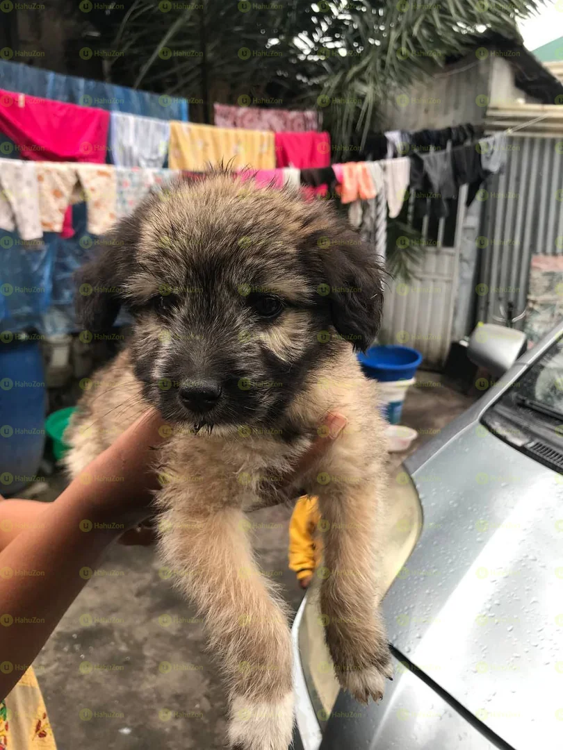 Fluffy Salon Puppy
