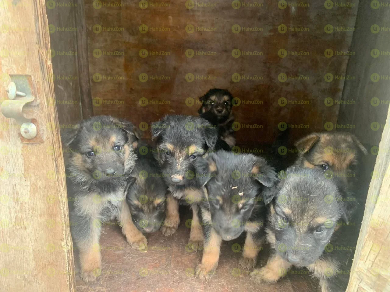 Female German Shepherd Mix