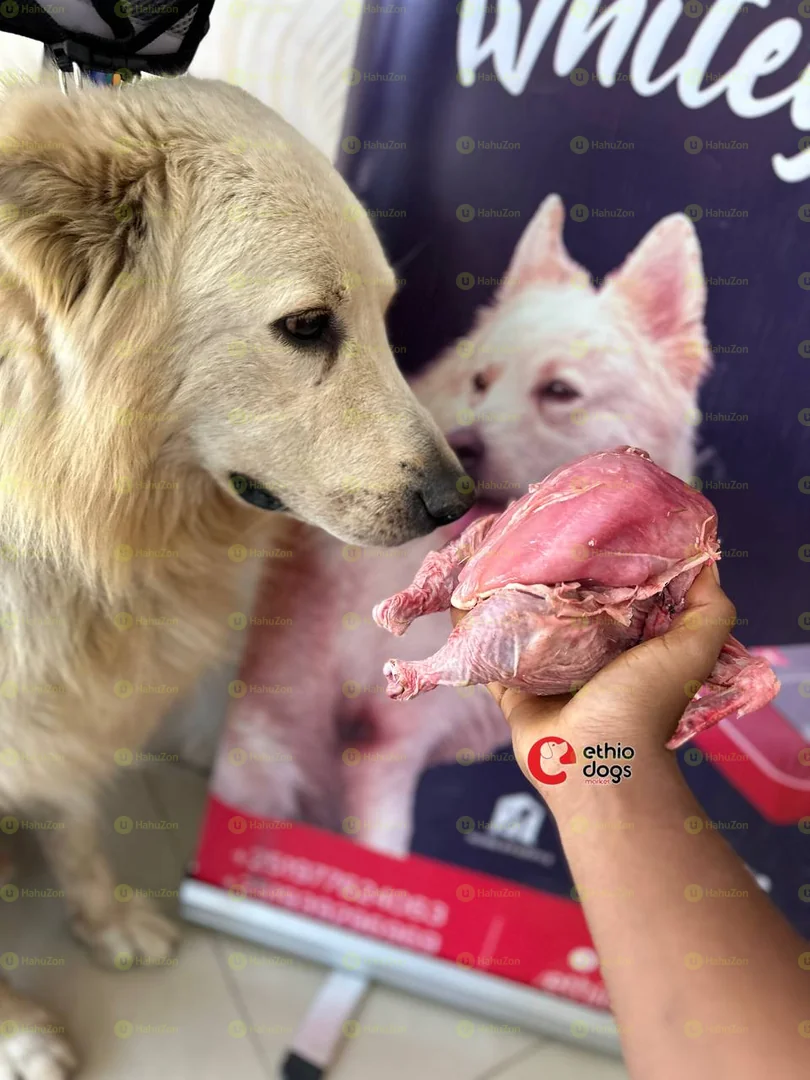 Fresh Dog Food