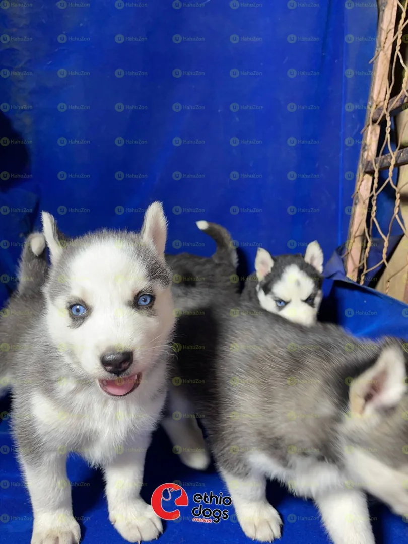 Blue Eyes And Coated Siberian Husky
