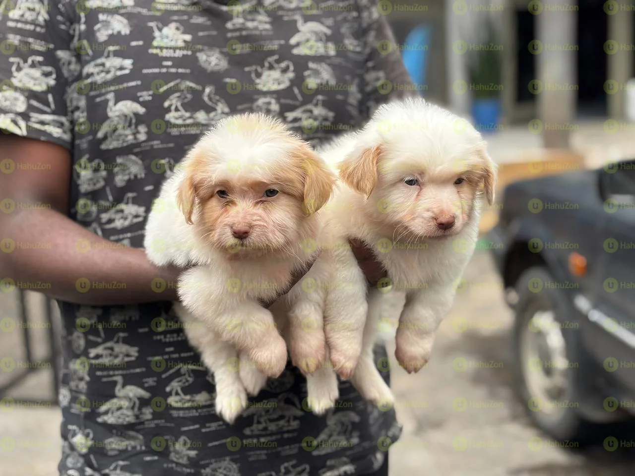 Cute Salon Dogs