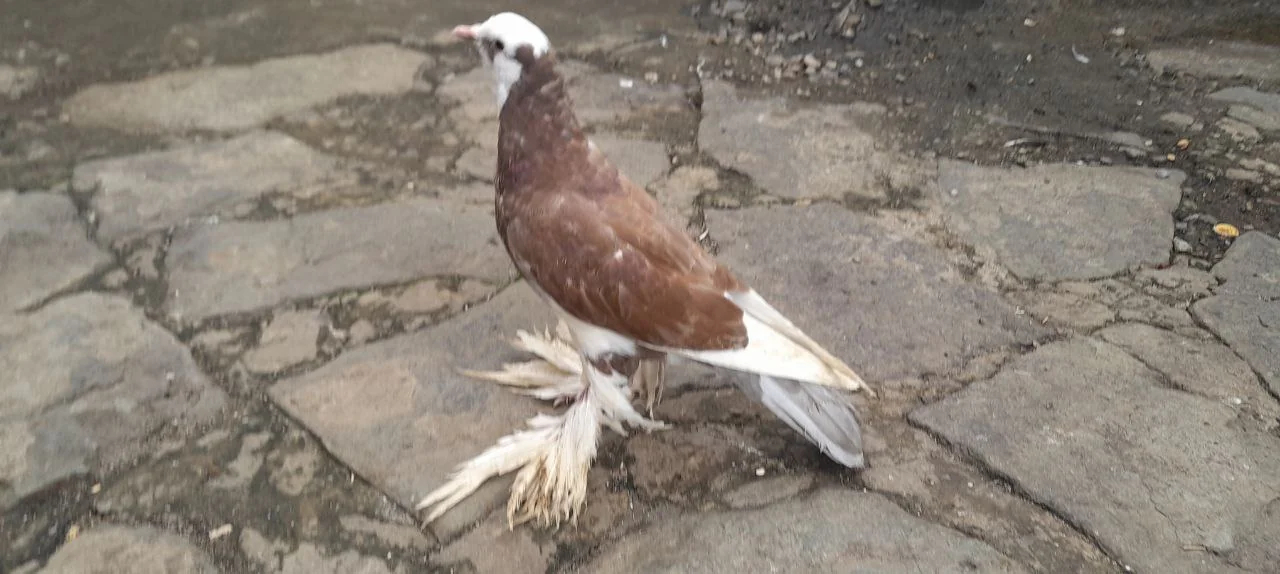የሚሸጥ ሴት ፑተሪ እርግብ