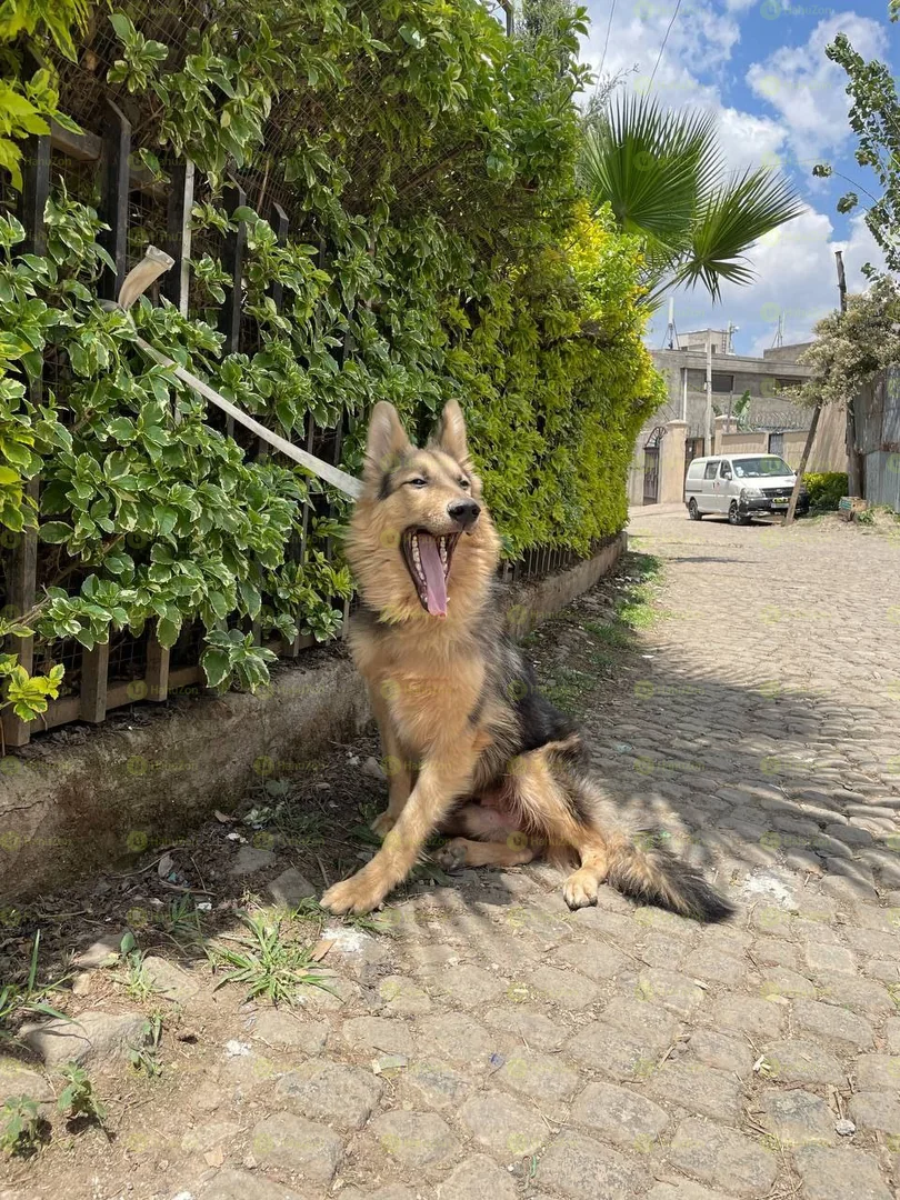 Adults German Sheperd
