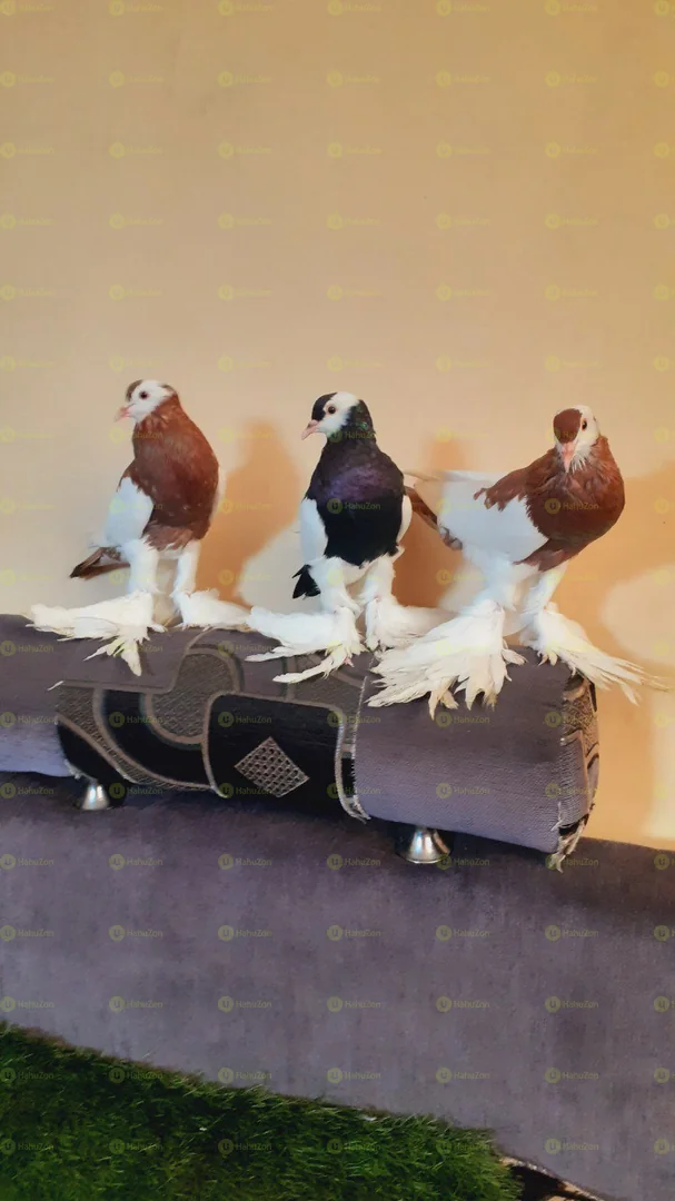 Dave Fancy Pigeons Loft
