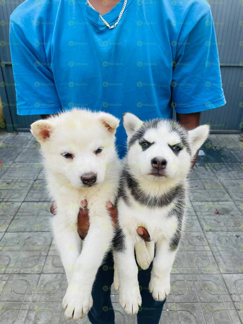 Pure Breed Syberian Huskies