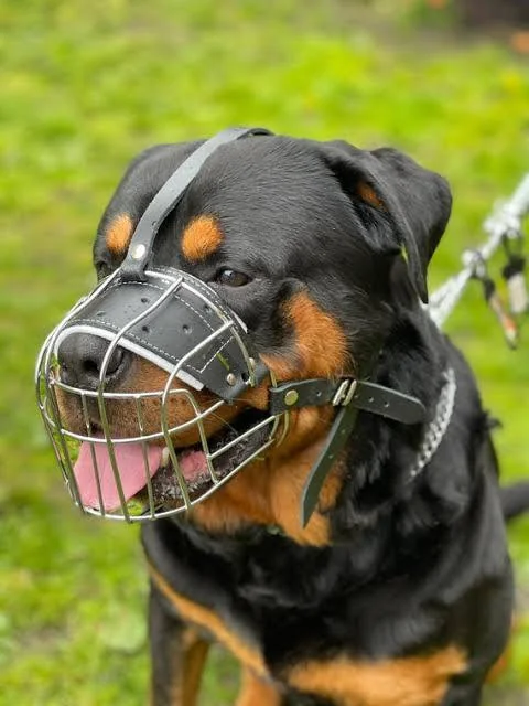 Dogs Muzzle