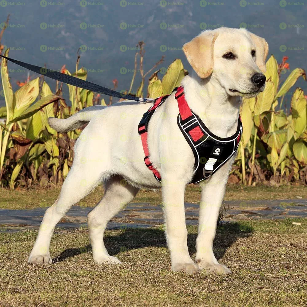 Dog Harness
