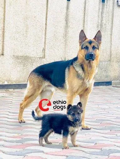 German Shepherd