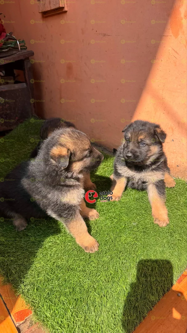 German Shepherd