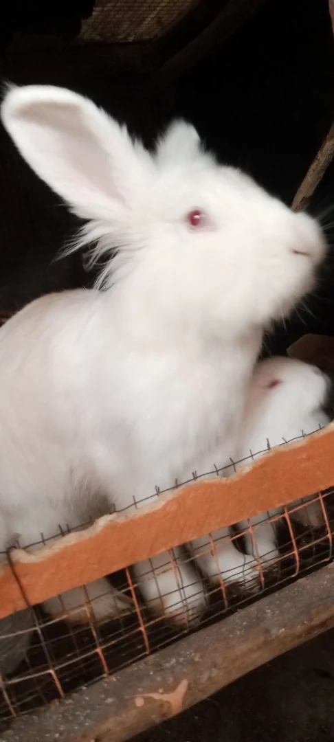 Fluffy Hairy Newzland Bunny For Sale
