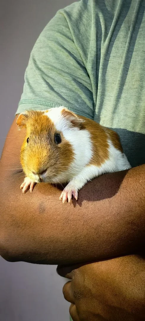 Guinea Pigs For Sale