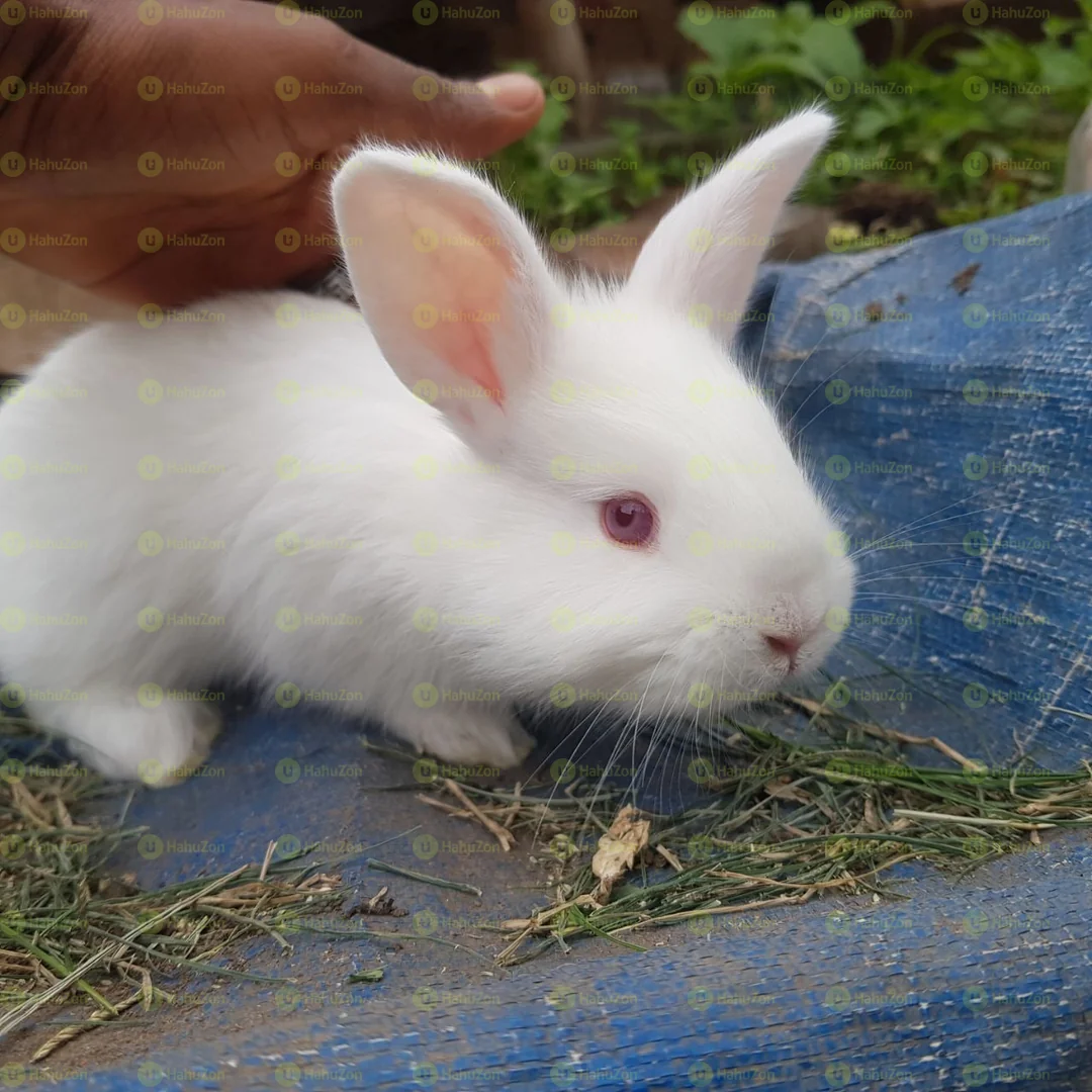 Full White Rabbits With Pink Eyes For Sale