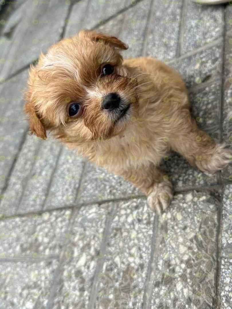 Fluffy Salon Dog For Sale
