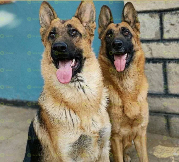 Germany Shepherd Puppies
