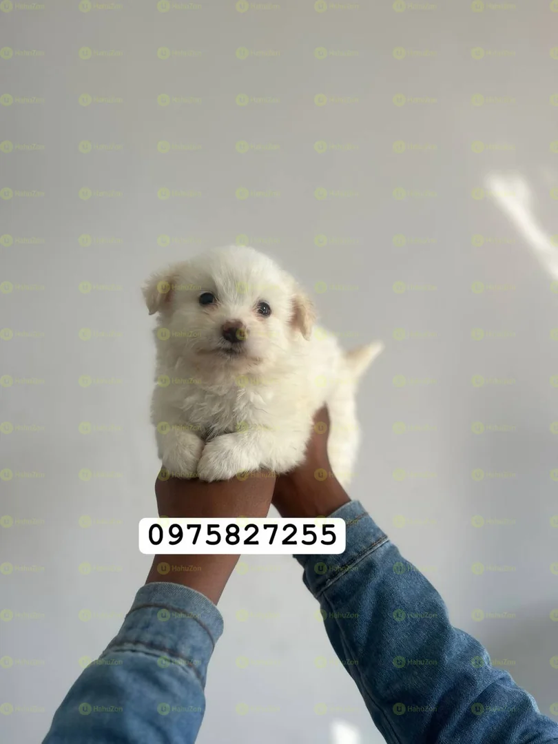 Fluffy Salon Dog For Sale