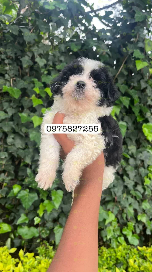 Fluffy Salon Dog For Sale