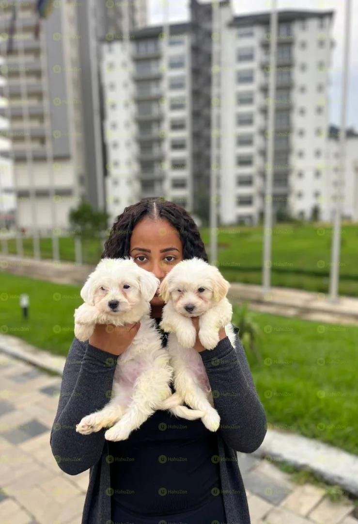 Fluffy Salon Dog For Sale