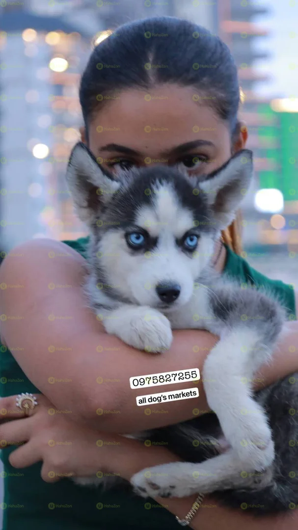 Husky Puppies For Sale