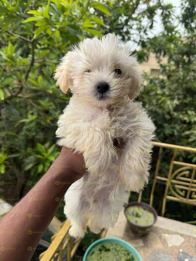 Beautiful Fluffy Salon Dog For Sale