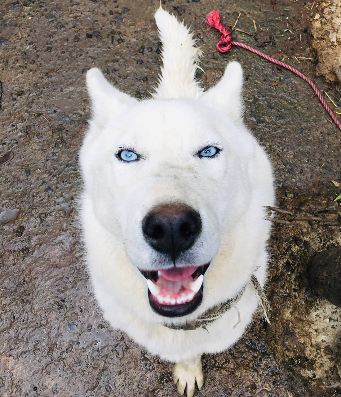 Pure Breed Of Siberian Husky For Sell