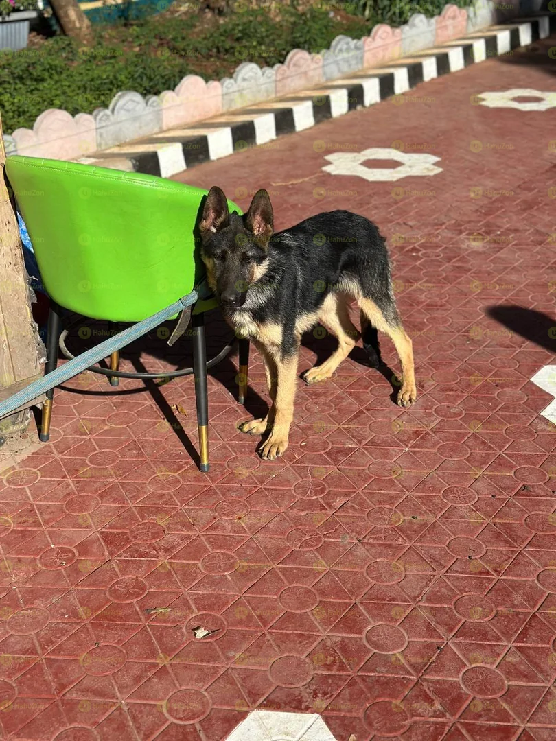 Gentle Adult German Shepherd For Sale