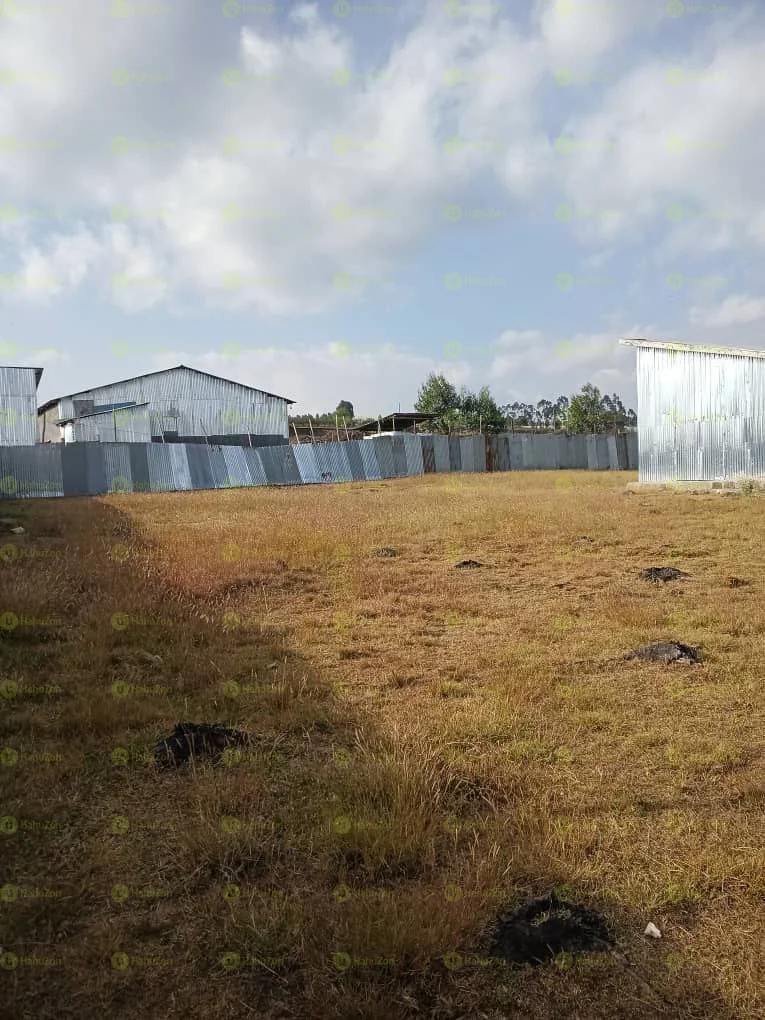 50,000 ካሬ የሚከራይ ቦታ በላምበረት ኮተቤ