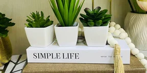 Set of 3 Mini Plant