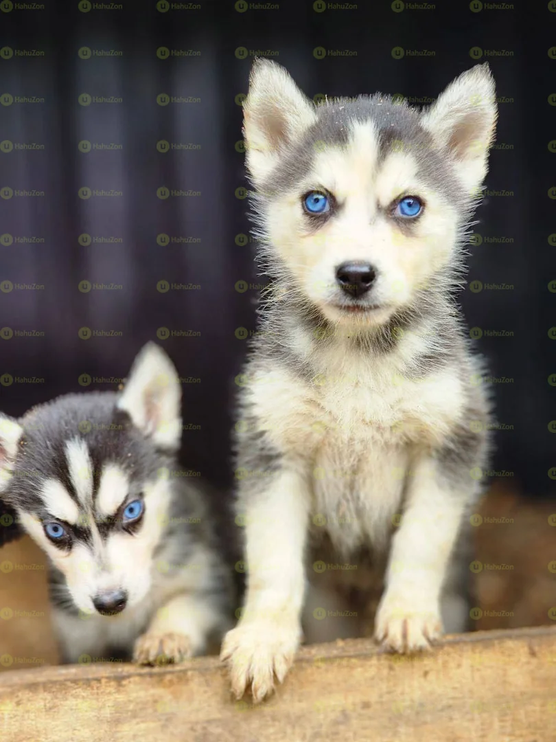 Amazing Salon Dogs Puppies