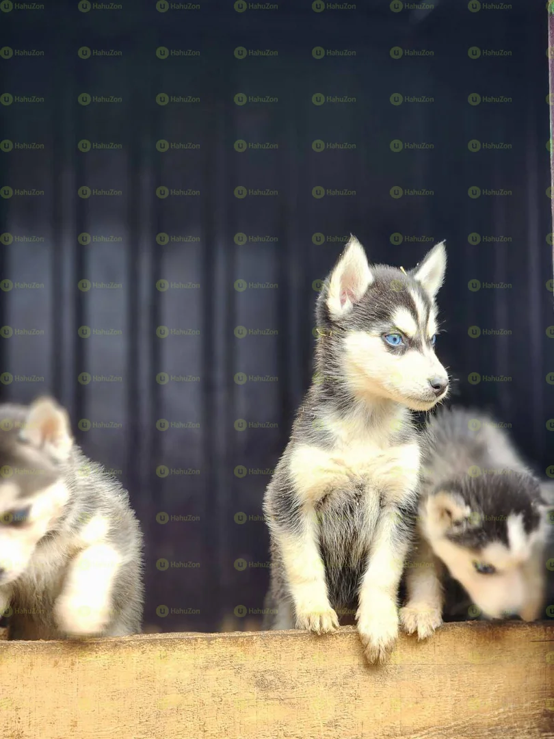 Amazing Salon Dogs Puppies