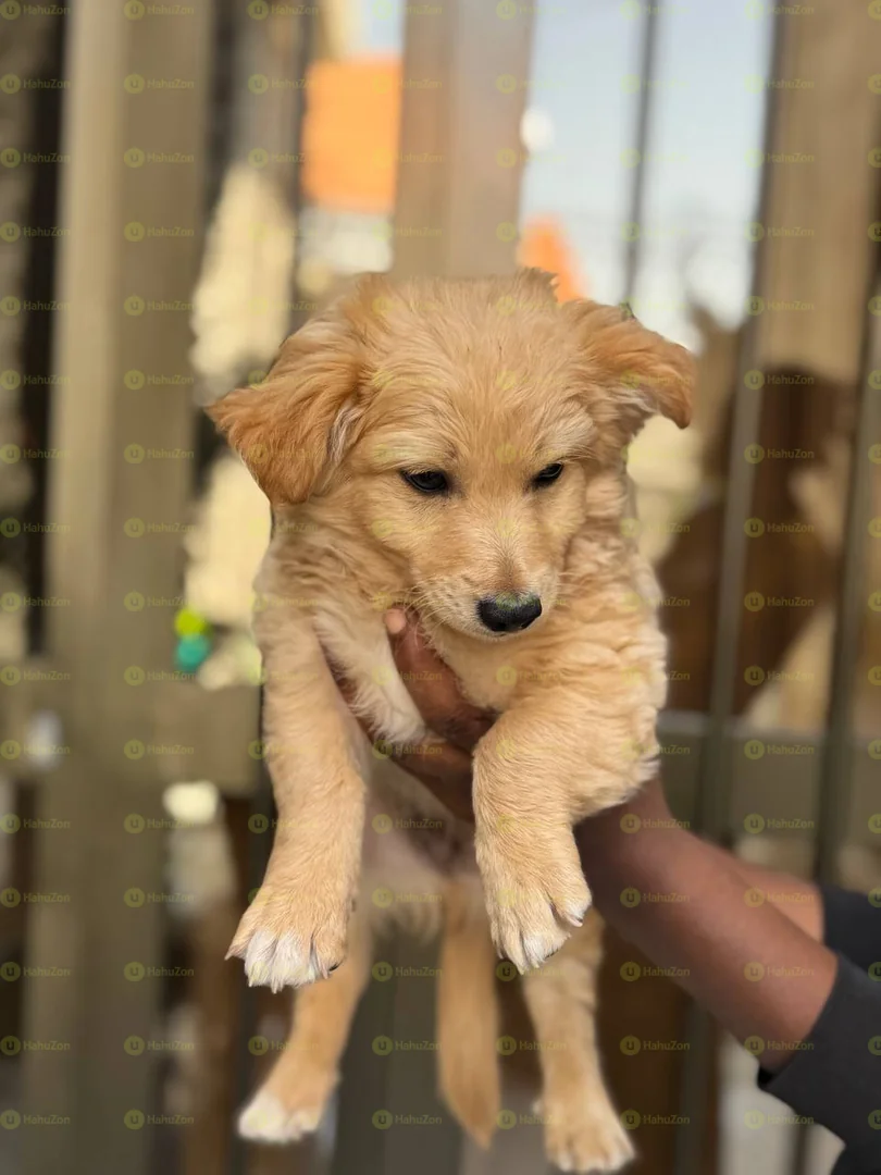 Amazing Salon Dogs Puppies